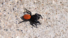 Phidippus johnsoni