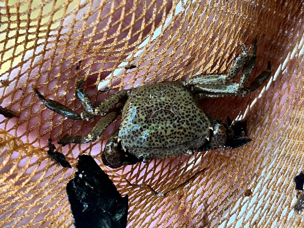 Parathelphusa oxygona