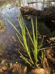 Eleocharis quadrangulata