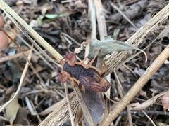 Centruroides edwardsii