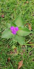 Tradescantia crassifolia