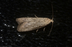 Lamoria idiolepida