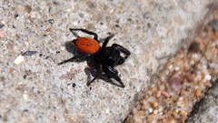 Phidippus johnsoni