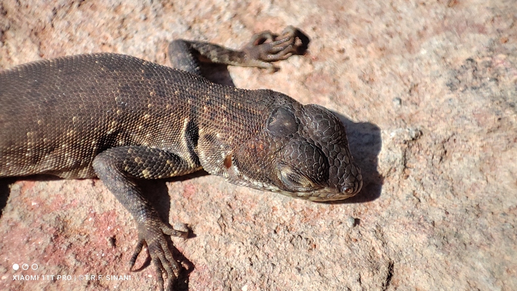 Cerrado Lava Lizard