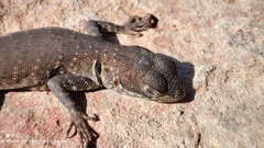 Cerrado Lava Lizard photo 1