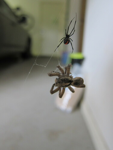 Redback spider