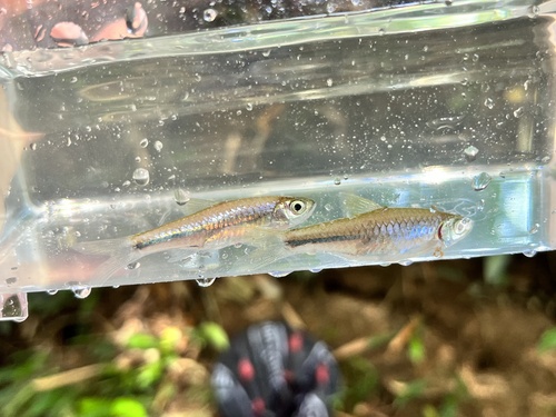 Rasbora ennealepis