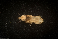 Elaeonoma deltacostamela