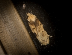 Elaeonoma deltacostamela