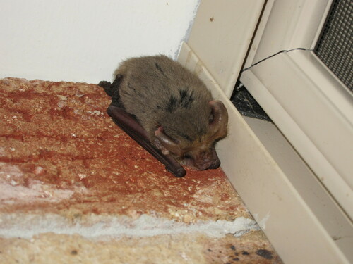 Lesser Long-eared Bat