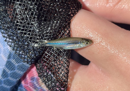 Sarawak rasbora (Rasbora sarawakensis) — Cyprinidae — 2