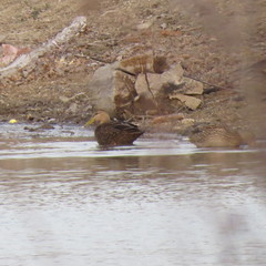 Anas fulvigula maculosa