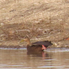 Anas fulvigula maculosa