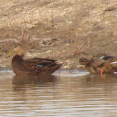 Anas fulvigula maculosa