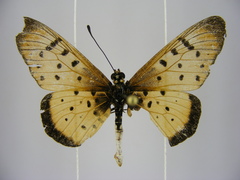 Acraea caecilia