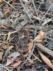 Centruroides edwardsii