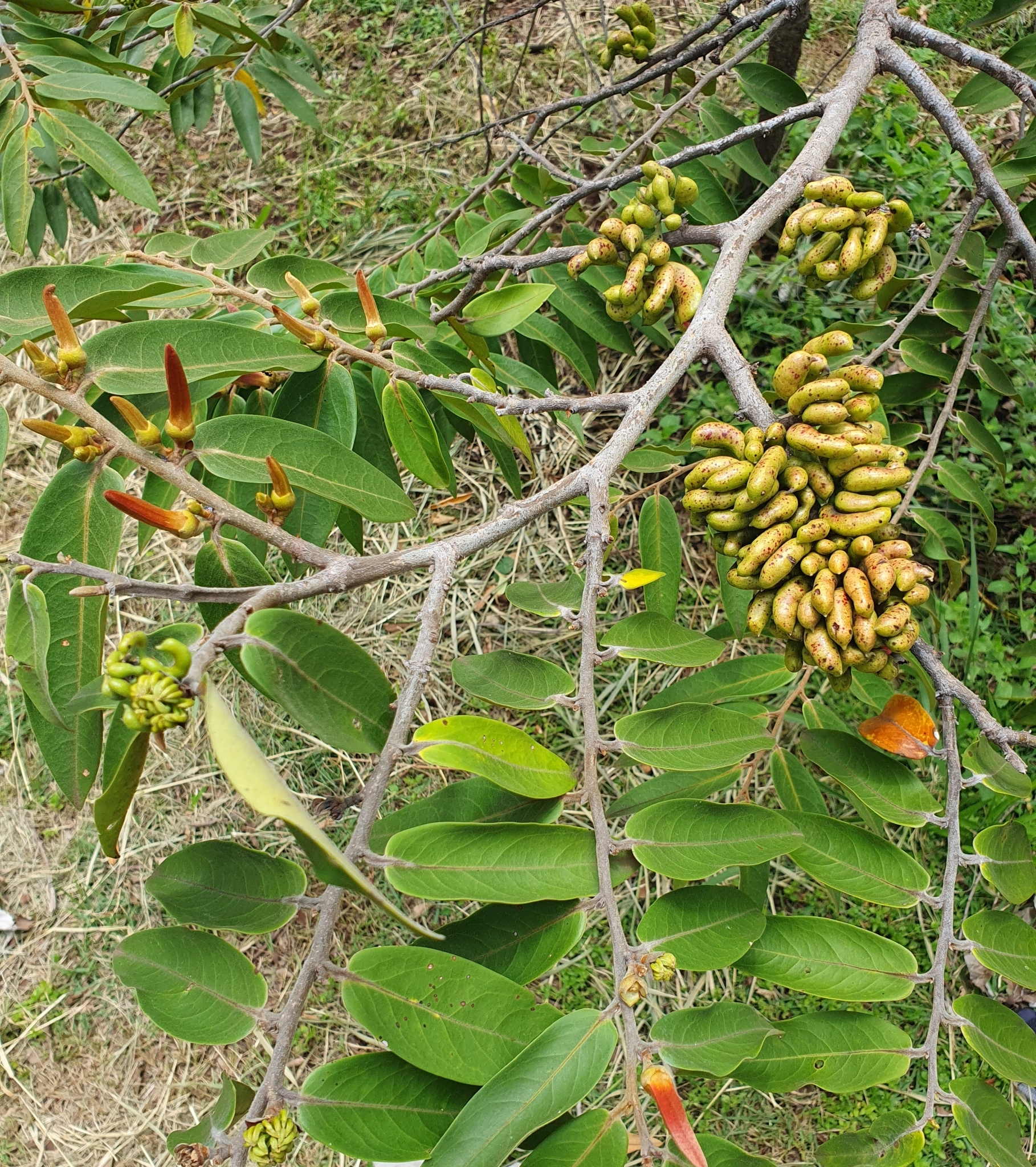 Imagem de Pindaíba-do-brejo