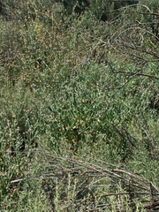Spinus psaltria