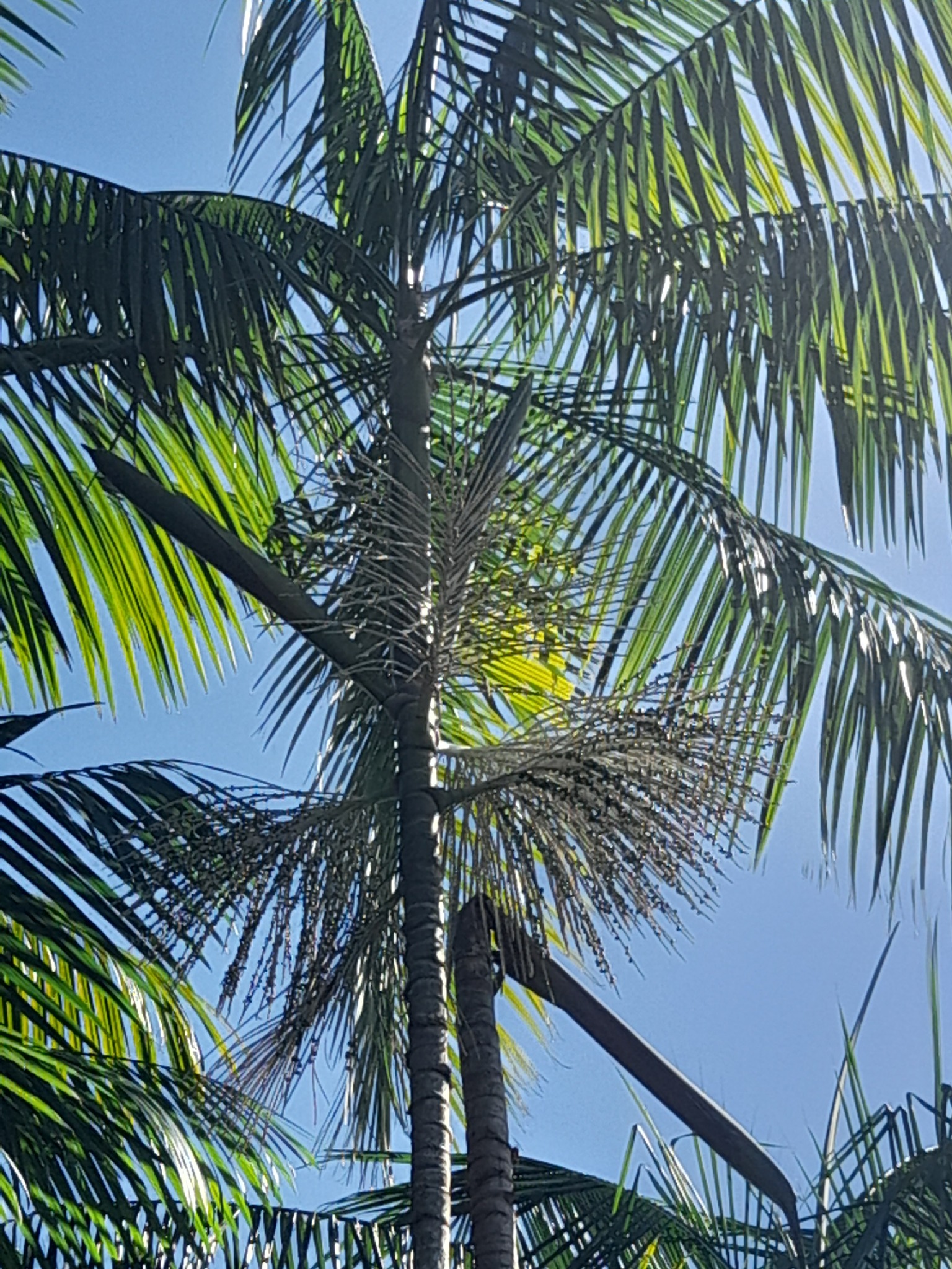 Imagem de Açaí