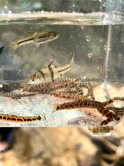 False Spanner Barb photo 3