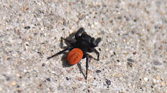 Phidippus johnsoni
