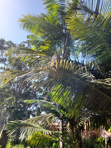 Foto de Açaí