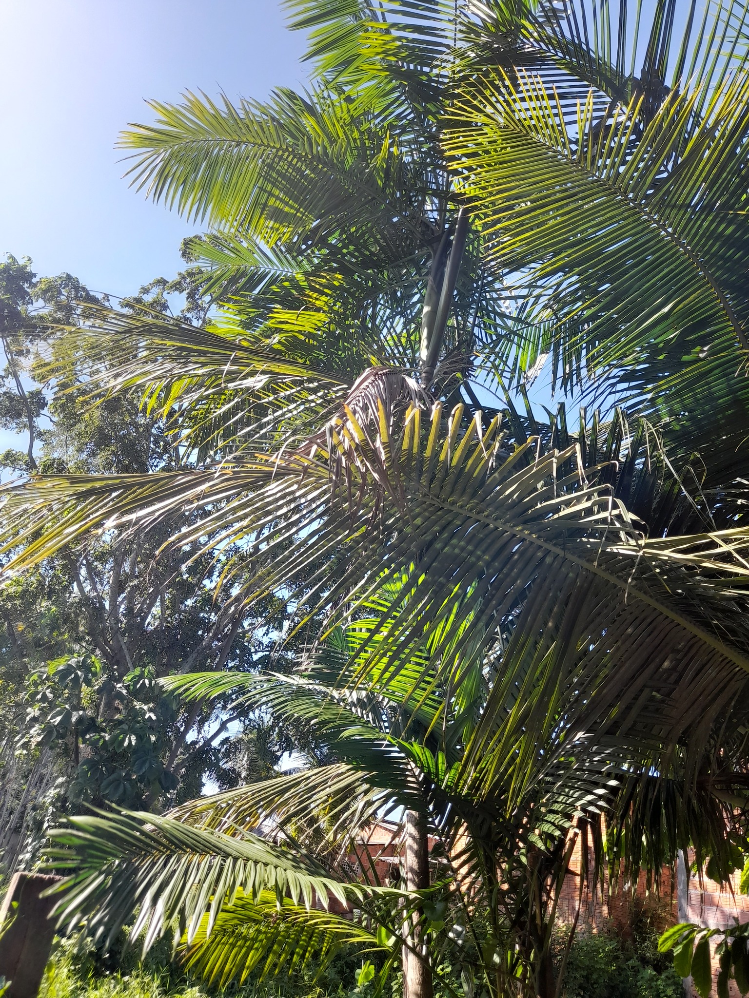 Imagem de Açaí