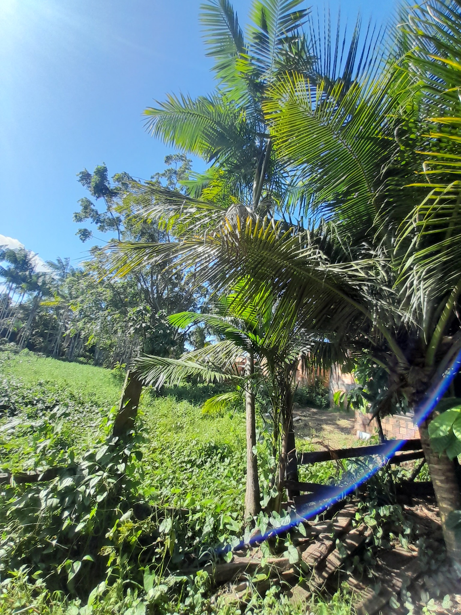 Imagem de Açaí