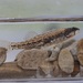 Fountain Darter - Photo (c) Reid Hardin, some rights reserved (CC BY-NC), uploaded by Reid Hardin
