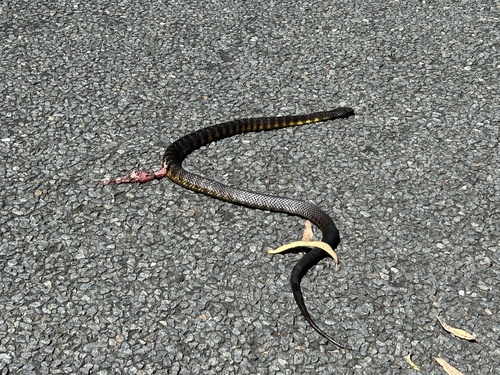 Tiger Snake sighting