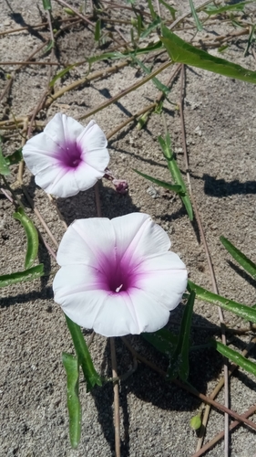 Ipomoea aquatica image