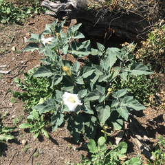 Datura wrightii