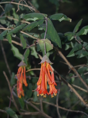 Lonicera pilosa