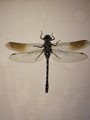 Gomphaeschna furcillata