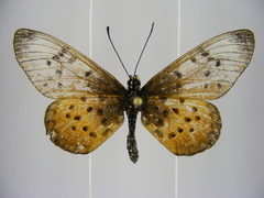 Acraea pseudegina