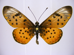 Acraea pseudegina
