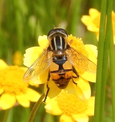 Helophilus latifrons