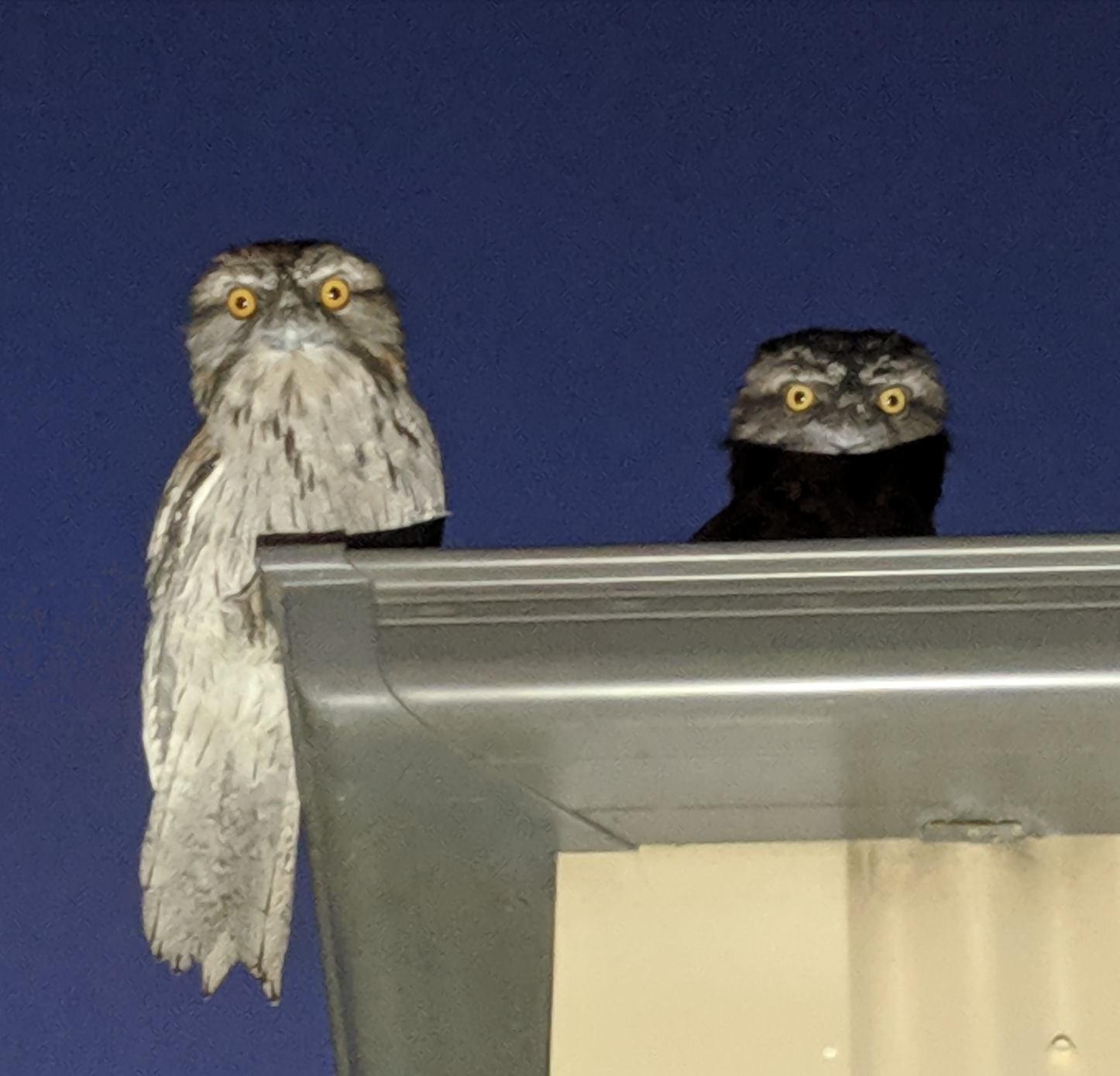 Tawny Frogmouth illustration