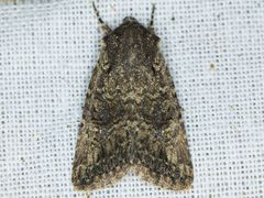 Hexorthodes nipana