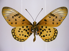 Acraea pseudegina