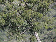 Parica (Piptadenia)