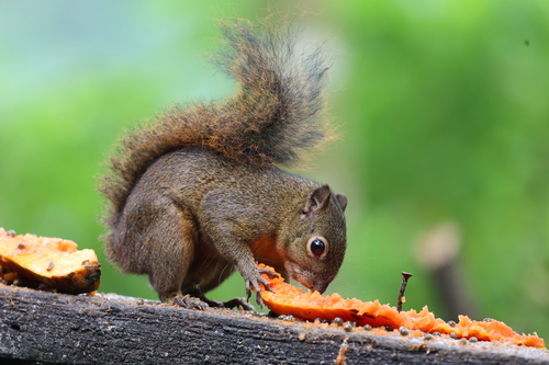 Red-tailed Squirrel