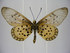 Acraea pseudegina