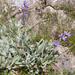 Salvia canescens daghestanica - Photo (c) Теймуров А.А.,  זכויות יוצרים חלקיות (CC BY-NC), הועלה על ידי Теймуров А.А.