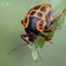 Anchor Stink Bug - Photo (c) Eduardo Axel Recillas Bautista, some rights reserved (CC BY-NC), uploaded by Eduardo Axel Recillas Bautista