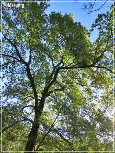 loquat leaf oak