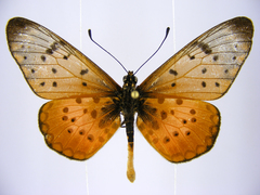 Acraea pseudegina
