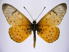 Acraea pseudegina