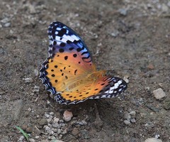 Argynnis hyperbius hyperbius
