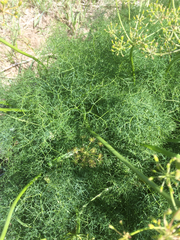 Lomatium klickitatense